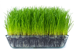 wheatgrass