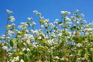 Buckwheat plants