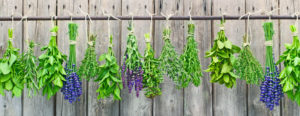 drying herbs